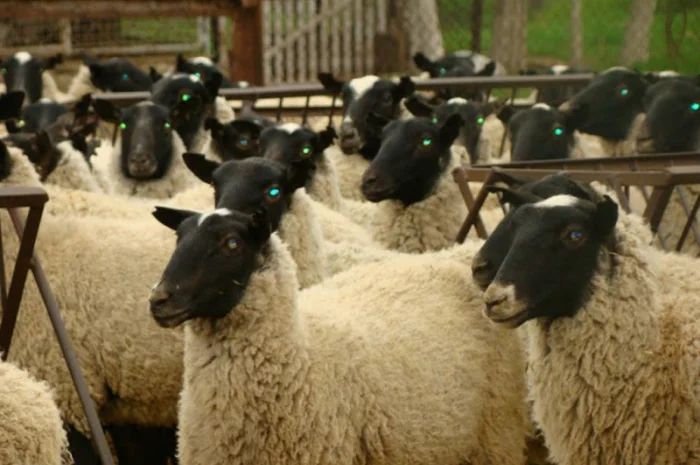 Купим на постоянной основе мясо Свинины- фото № 1