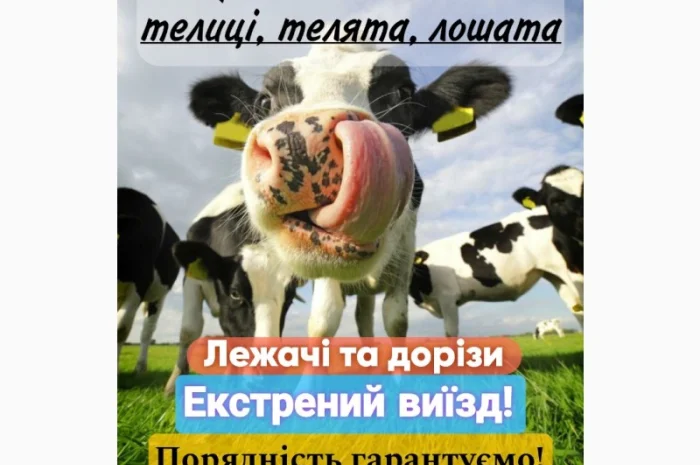 Закуповуємо ВРХ, корови, коні, бички, телиці, телята, лошата- фото № 1