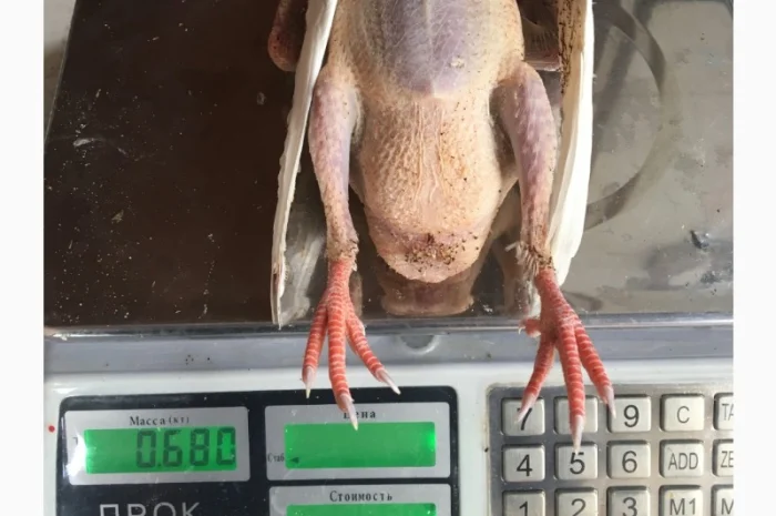 М'ясо м'ясних голубів- фото № 3