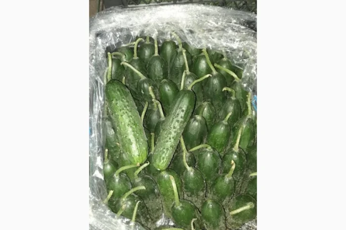 Цитрусові та овочі з Туреччини від постачальника- фото № 1