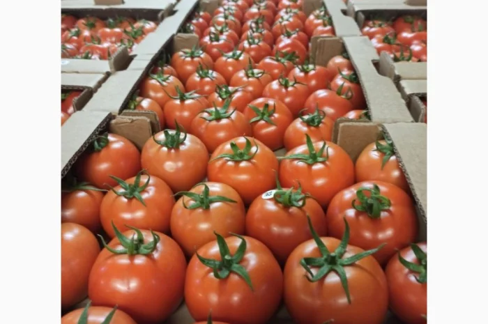 Цитрусові та овочі з Туреччини від постачальника- фото № 20