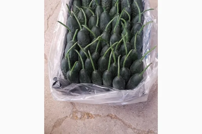 Цитрусові та овочі з Туреччини від постачальника- фото № 18