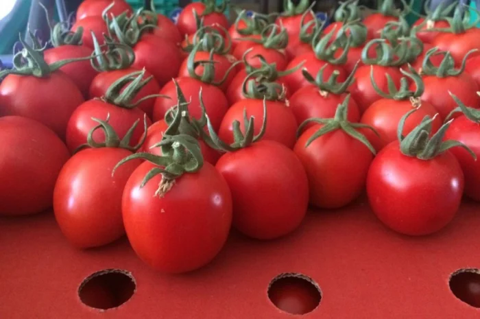 Цитрусові та овочі з Туреччини від постачальника- фото № 13