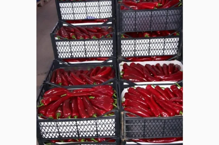 Цитрусові та овочі з Туреччини від постачальника- фото № 9