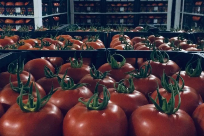 Цитрусові та овочі з Туреччини від постачальника- фото № 4