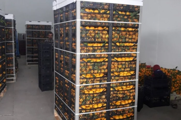 Цитрусові та овочі з Туреччини від постачальника- фото № 3