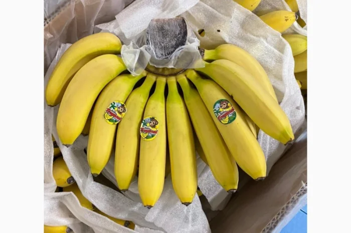 Продам бананы, ананасы и другую продукцию от поставщика с Коста Рики с 20 тонн- фото № 1