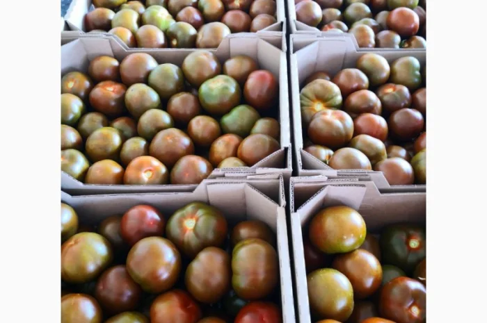 Продаются овощи и фрукты от поставщика от 5 тонн- фото № 19