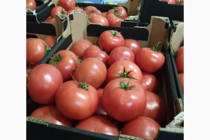 Продаются овощи и фрукты от поставщика от 5 тонн- фото № 18