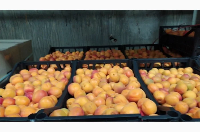 Продаются овощи и фрукты от поставщика от 5 тонн- фото № 16