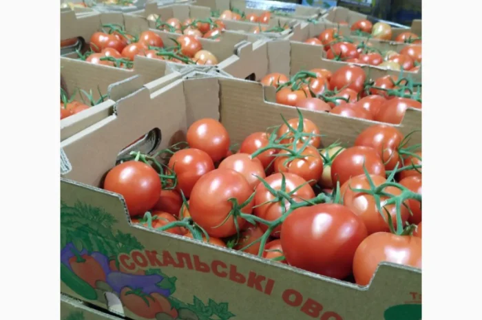 Продаются овощи и фрукты от поставщика от 5 тонн- фото № 12