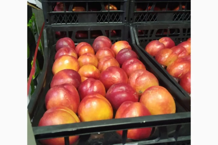 Продаются овощи и фрукты от поставщика от 5 тонн- фото № 6