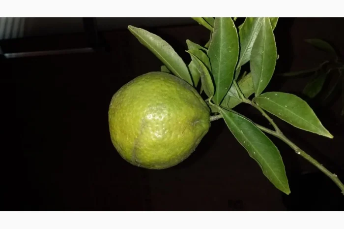 Цитрусові – великий вибір на продаж- фото № 5