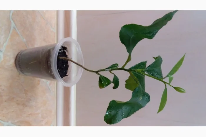 Цитрусові – великий вибір на продаж- фото № 6