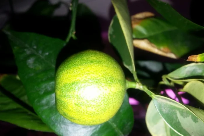 Цитрусові – великий вибір на продаж- фото № 7