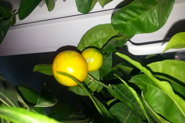 Цитрусові – великий вибір на продаж- фото № 1