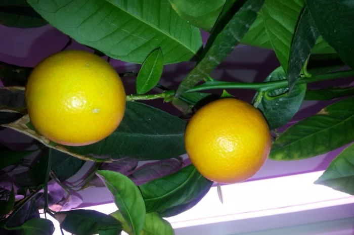 Цитрусові – великий вибір на продаж- фото № 2