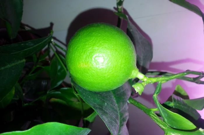 Цитрусові – великий вибір на продаж- фото № 3