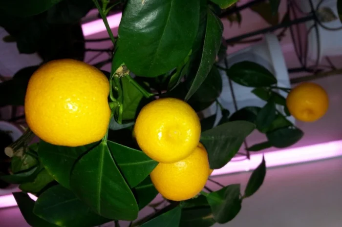 Цитрусові – великий вибір на продаж- фото № 4