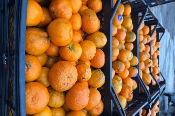 Продам грузинские мандарины и лимоны, Опт, Крупный и мелкий- фото № 3