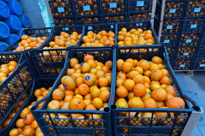 Продам грузинские мандарины и лимоны, Опт, Крупный и мелкий- фото № 4