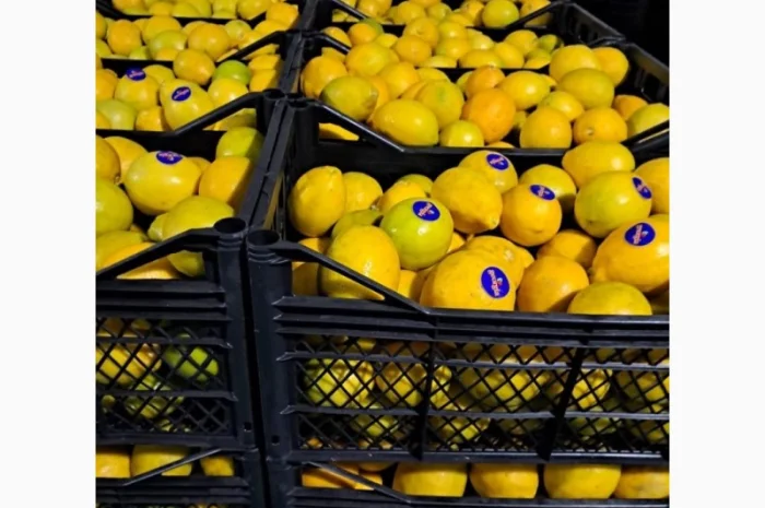 Продам грузинские мандарины и лимоны, Опт, Крупный и мелкий- фото № 5