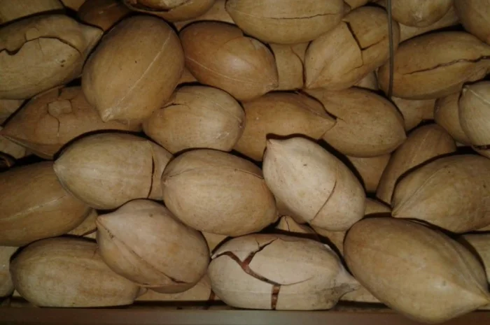 Орехи: грецкий, бразильский, макадамия, фундук, пекан, миндаль, кешью, фисташки от 1 кг- фото № 4