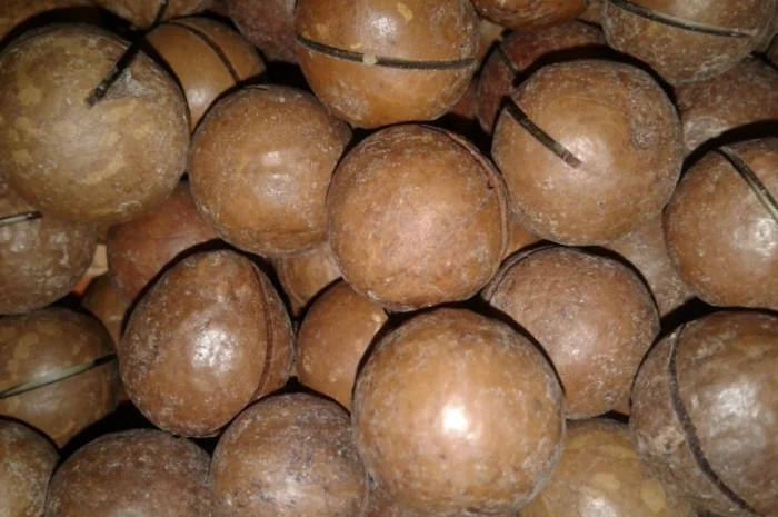 Орехи: грецкий, бразильский, макадамия, фундук, пекан, миндаль, кешью, фисташки от 1 кг- фото № 5