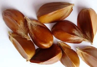 Продам насіння бука, горіхи (чинарики) з Карпат- фото № 1