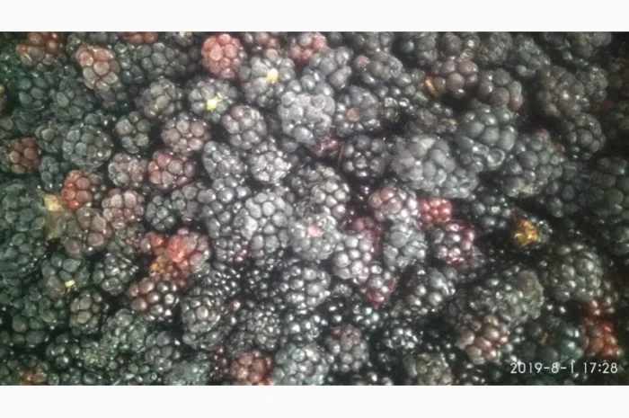 Продам малину, ежевику замороженную- фото № 1