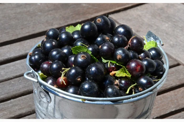 Куплю малину на переработку- фото № 2