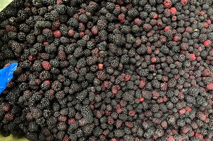 Продам заморожену продукцію: Малину, шиповнік, бузина, ожина- фото № 10