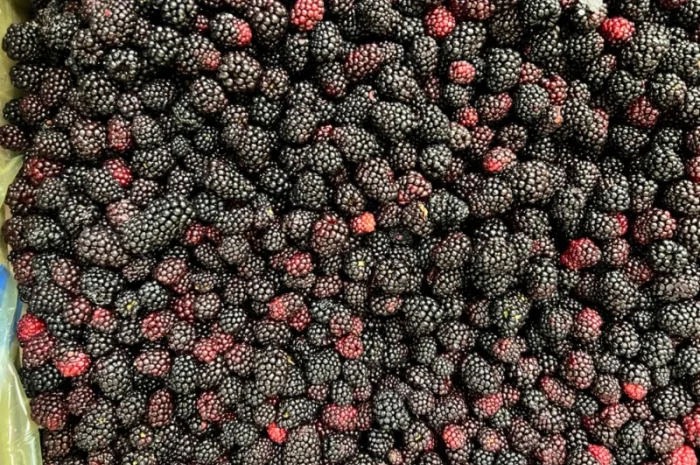 Продам заморожену продукцію: Малину, шиповнік, бузина, ожина- фото № 9