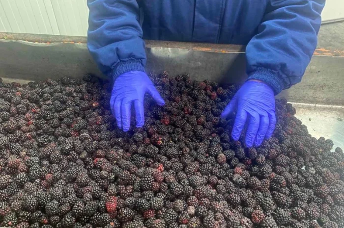 Продам заморожену продукцію: Малину, шиповнік, бузина, ожина- фото № 8