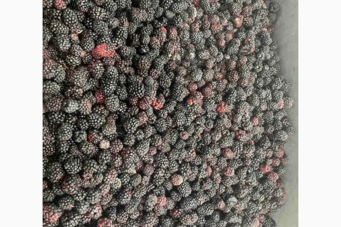 Продам заморожену продукцію: Малину, шиповнік, бузина, ожина- фото № 7