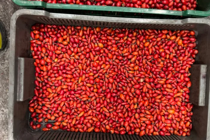 Продам заморожену продукцію: Малину, шиповнік, бузина, ожина- фото № 6