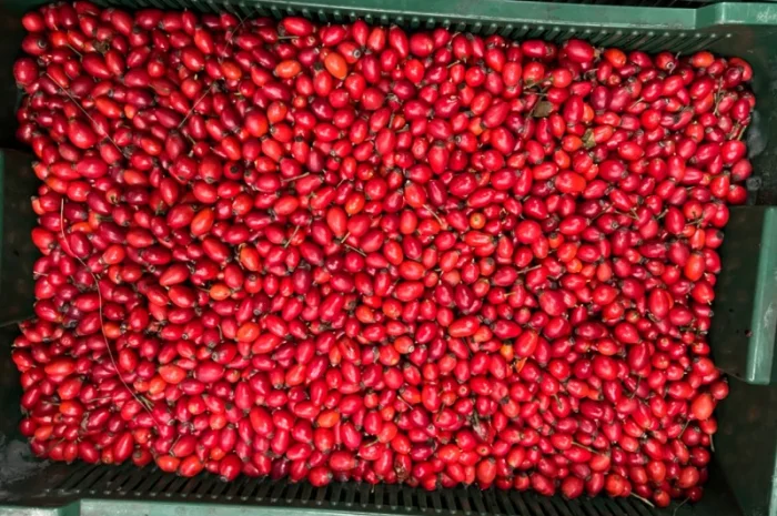 Продам заморожену продукцію: Малину, шиповнік, бузина, ожина- фото № 5