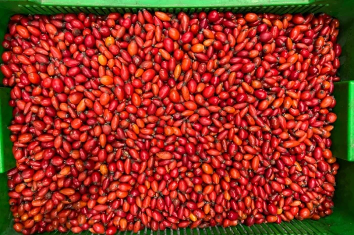 Продам заморожену продукцію: Малину, шиповнік, бузина, ожина- фото № 4