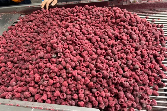 Продам заморожену продукцію: Малину, шиповнік, бузина, ожина- фото № 18