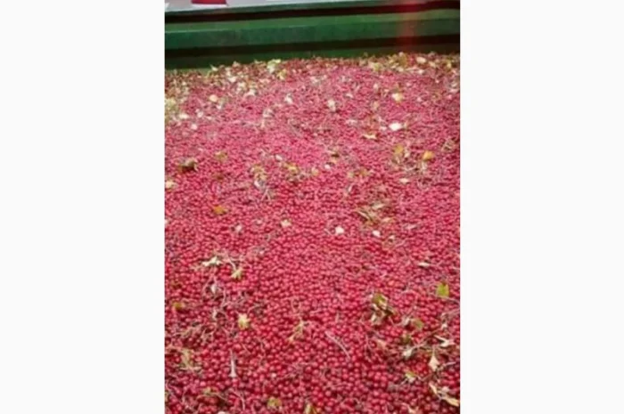 Закупаем по Украине сухие плоды боярышника, рябины, шиповник- фото № 1