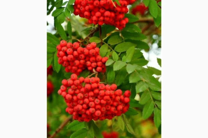 Закупаем Сухую ягоду бузины, красную рябину, шиповник.Самовывоз- фото № 2