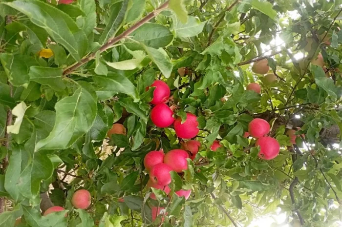 Продам яблука і груші- фото № 1