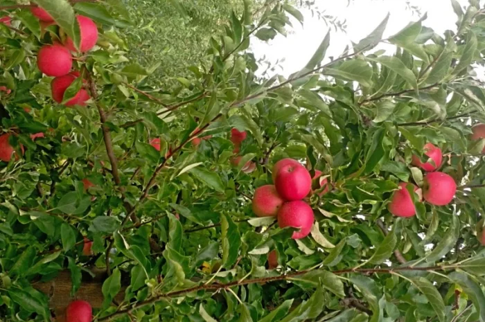 Продам яблука і груші- фото № 2