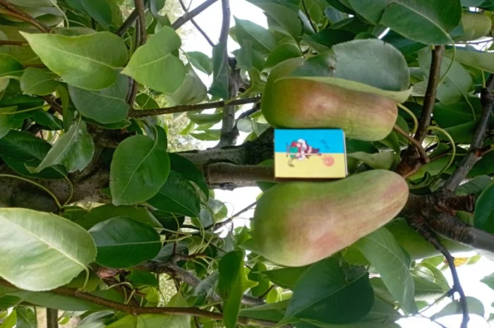 Продам яблука і груші- фото № 3