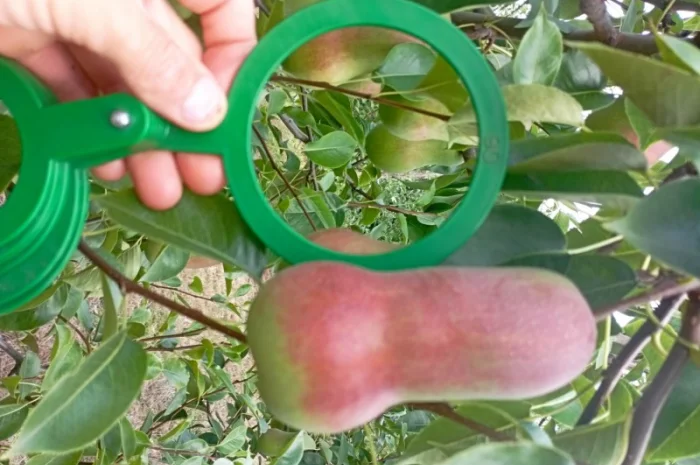 Продам яблука і груші- фото № 4