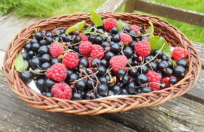 Куплю малину та смородину- фото № 1