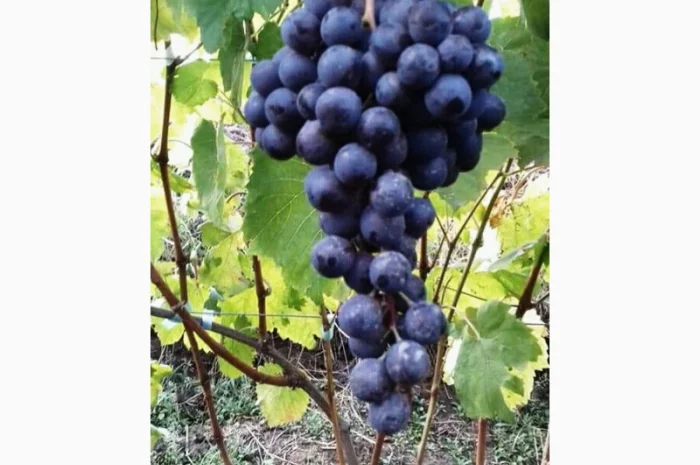 Куплю Ваши ягоды (винограда, вишни, смородины, и т.д)- фото № 2