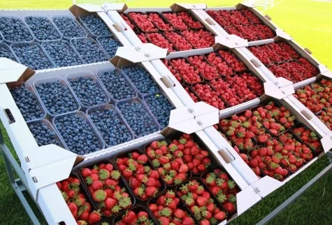 Закуповуємо ягоду ( полуниця, смородина, лохина, агрус, малина )- фото № 1