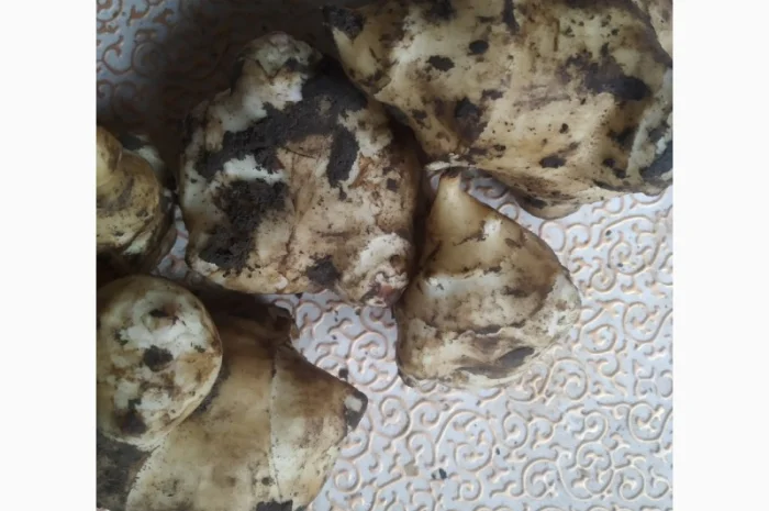 Топінамбур земляна груша- фото № 1