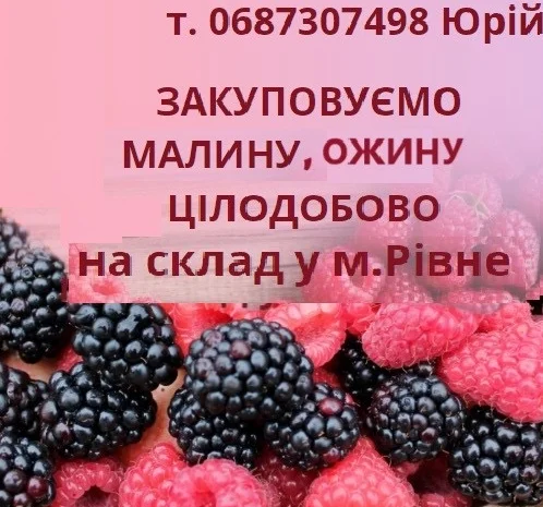 Закуповуємо ожину, малину- фото № 1